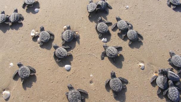 Tortuga lora elige playas de Tamaulipas estiman más de 14 mil nidos