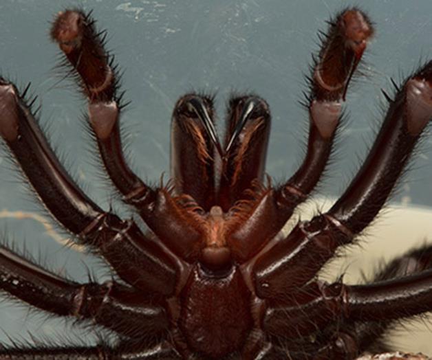 Una de las arañas más venenosas del mundo se convierte en modelo Una de las arañas más venenosas del mundo se convierte en modelo