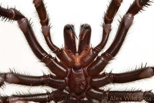 Una de las arañas más venenosas del mundo se convierte en modelo
