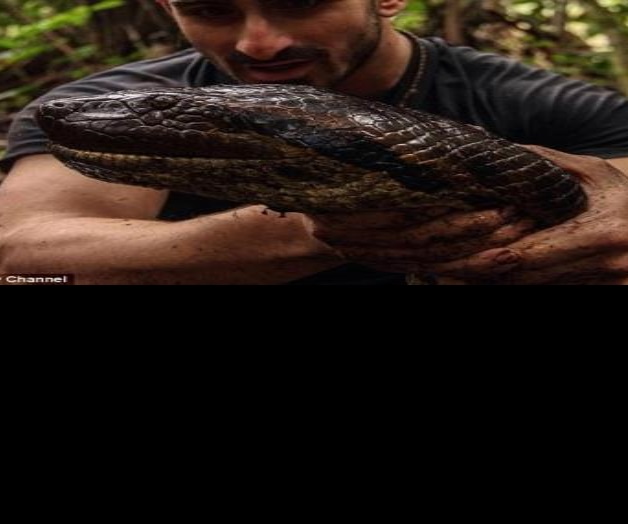 VIDEO: Hombre se deja devorar por una anaconda