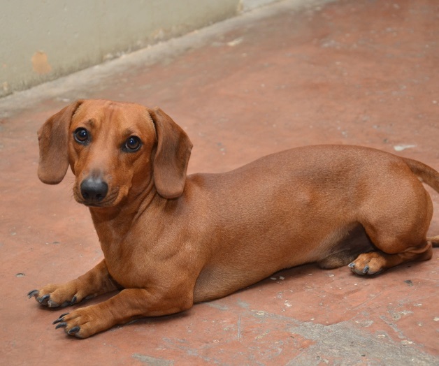 Alertan de robo de perros de raza para hacer negocio Alertan de robo de perros de raza para hacer negocio