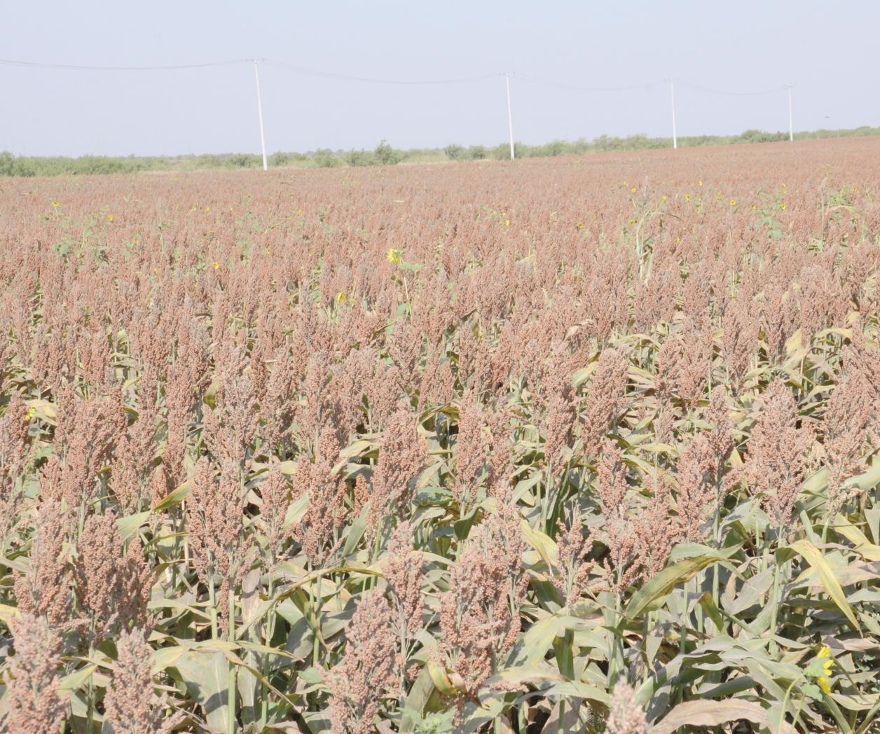 REYNOSA RECUENTO REYNOSA RECUENTO