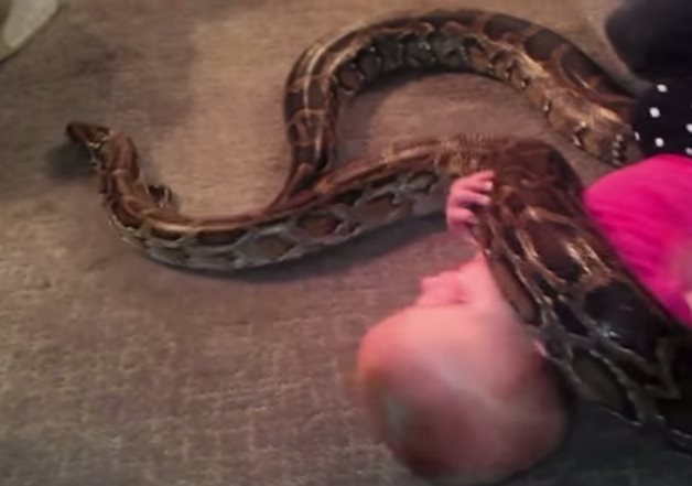 Padre permite que su bebé juegue con pitón de 4 metros Padre permite que su bebé juegue con pitón de 4 metros