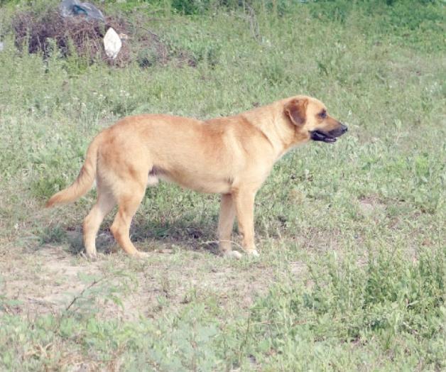 Riesgo para la salud,los perros callejeros Riesgo para la salud,los perros callejeros
