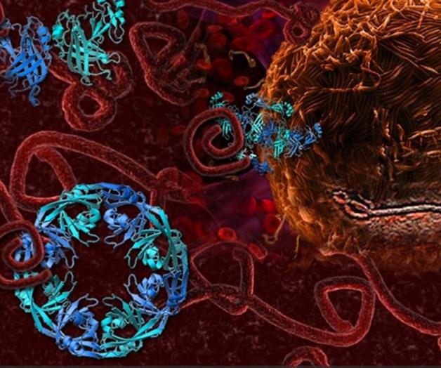 Virus, principales responsables de las infecciones respiratorias Virus, principales responsables de las infecciones respiratorias