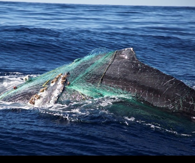Ballena jorobada queda atrapada en redes en Los Cabos Ballena jorobada queda atrapada en redes en Los Cabos