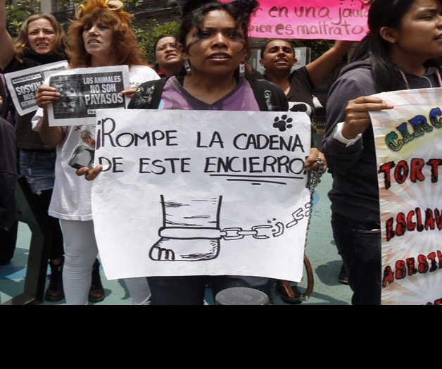 Se prohibirá uso de ejemplares de vida silvestre en circos del país