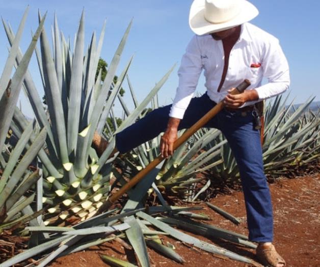 El agave azul podría tratar obesidad y diabetes El agave azul podría tratar obesidad y diabetes