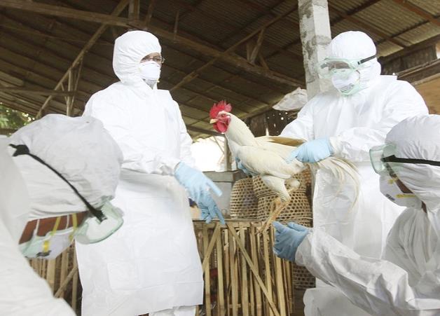 Sacrifica Taiwán 120 mil pollos ante brote de gripe aviar H5N2 Sacrifica Taiwán 120 mil pollos ante brote de gripe aviar H5N2