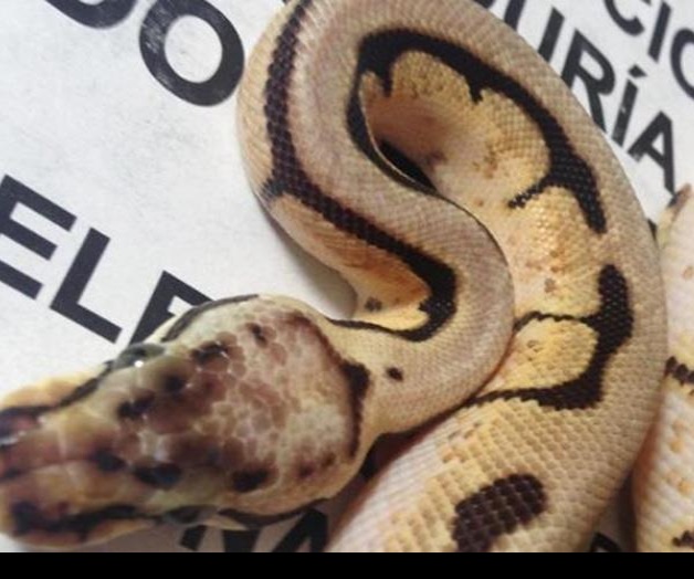 Pitón real iba a ser enviada por mensajería desde Guadalajara Pitón real iba a ser enviada por mensajería desde Guadalajara