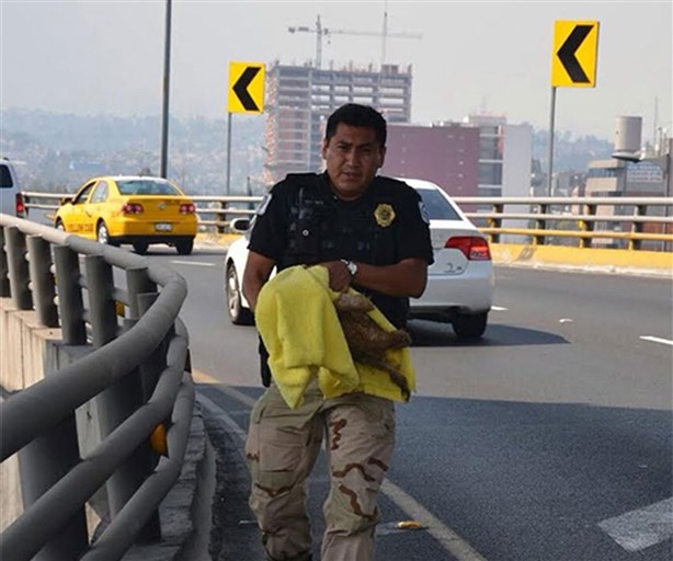 Rescatan a un perro en el Segundo Piso del Periférico