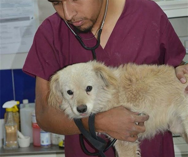 Rescatan a un perro en el Segundo Piso del Periférico