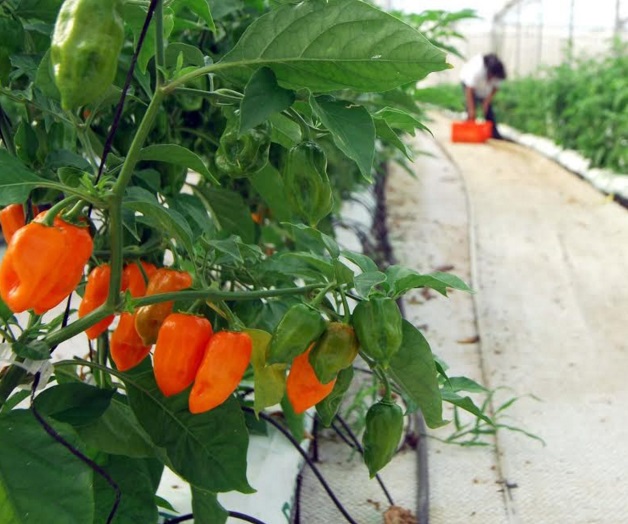 Chile habanero en Tabasco ganaterreno en temporada invernal