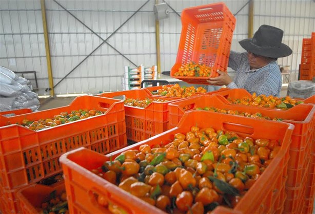 Chile habanero en Tabasco ganaterreno en temporada invernal