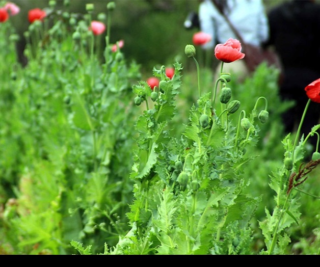 Localizan 5 predios con plantíos de amapola en Ixtapan de la Sal Localizan 5 predios con plantíos de amapola en Ixtapan de la Sal