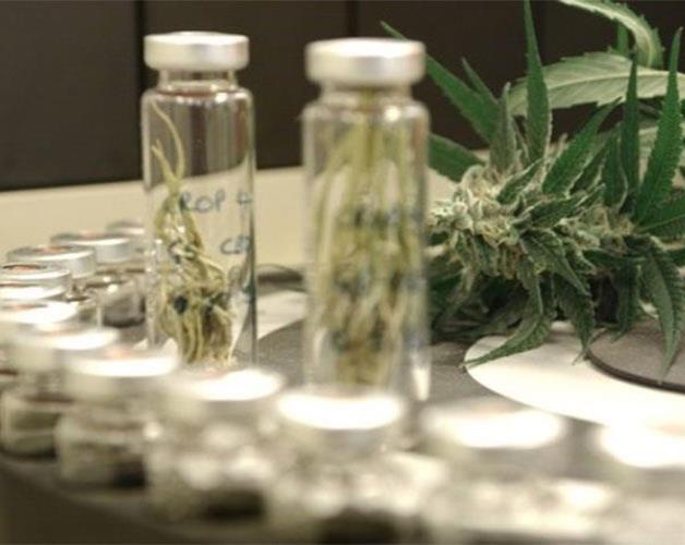 Autoriza Brasil venta de medicamentos a base de mariguana