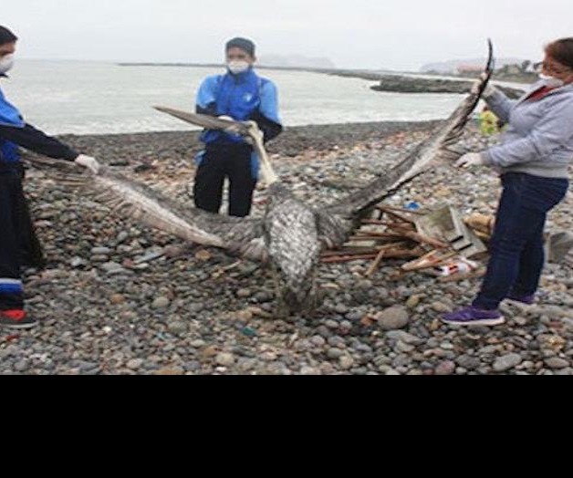 Profepa reporta muerte de más de 500 aves marinas en Baja California