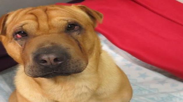 Una venta que salió mal, la razón por la que abandonaron a Kai Una venta que salió mal, la razón por la que abandonaron a Kai