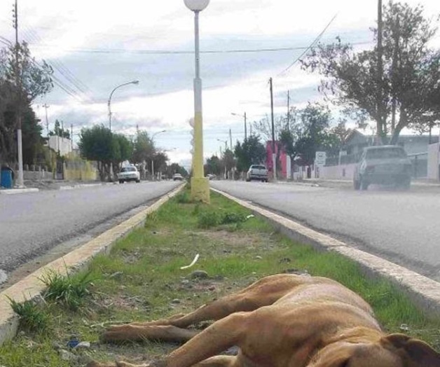 Matan a cinco perros en Chetumal, Quintana Roo Matan a cinco perros en Chetumal, Quintana Roo