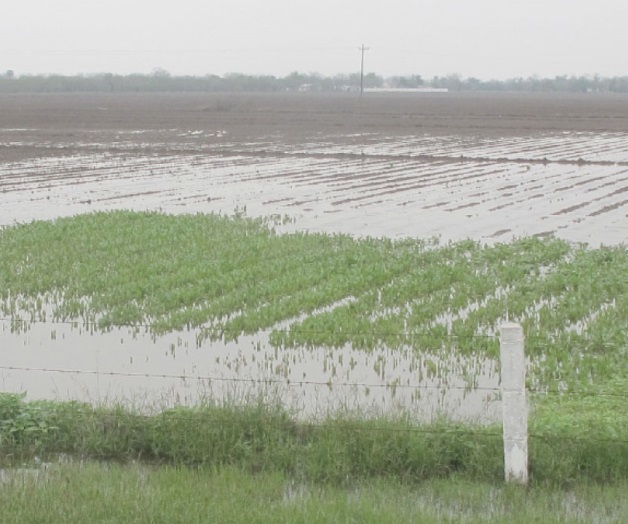Retrasanlas lluviasinicio desiembras