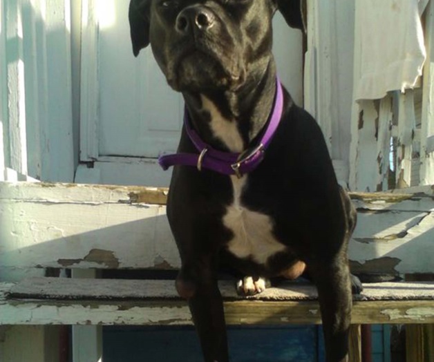 Muere perrita que alertó a sus dueños sobre incendio en Nueva Jersey Muere perrita que alertó a sus dueños sobre incendio en Nueva Jersey
