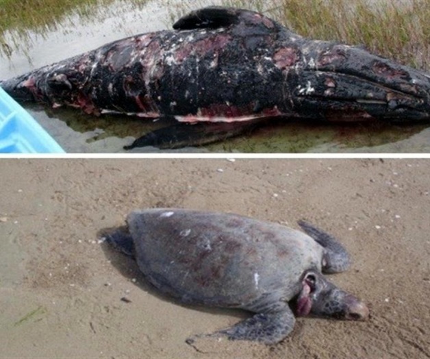 Hallan 14 ballenas muertas en BCS