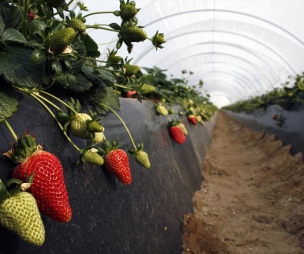 El arma química con la que cultivan fresas en California El arma química con la que cultivan fresas en California