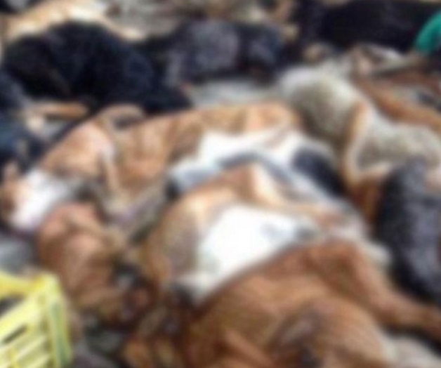 Organizaciones denuncian muerte masiva de perros en Morelia Organizaciones denuncian muerte masiva de perros en Morelia