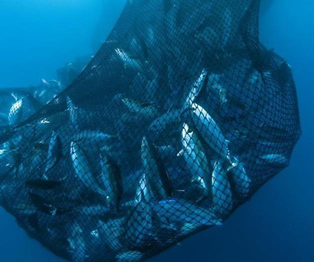 Fauna oceánica al borde de la extinción Fauna oceánica al borde de la extinción