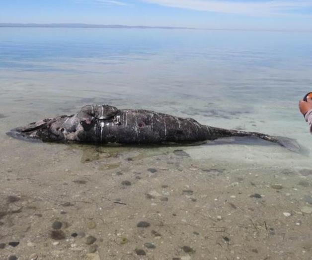 Hallan 14 ballenas y 16 tortugas muertas Hallan 14 ballenas y 16 tortugas muertas
