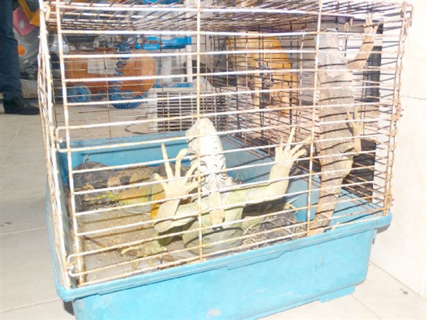 Mueren de frío animalitos de Calmecac