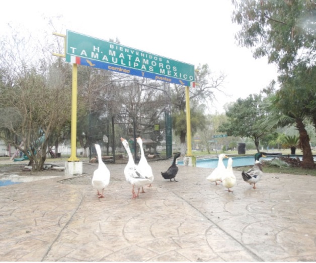 Mueren de frío animalitos de Calmecac Mueren de frío animalitos de Calmecac