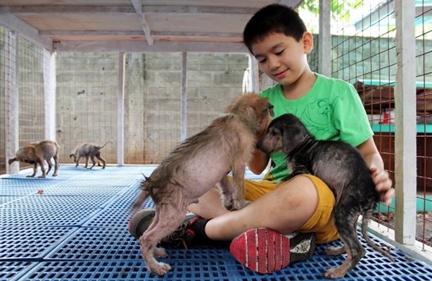Conoce a Ken, un niño filipino que creo un refugio para animales desamparados