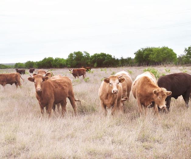 Ganaderos deben actualizar registros