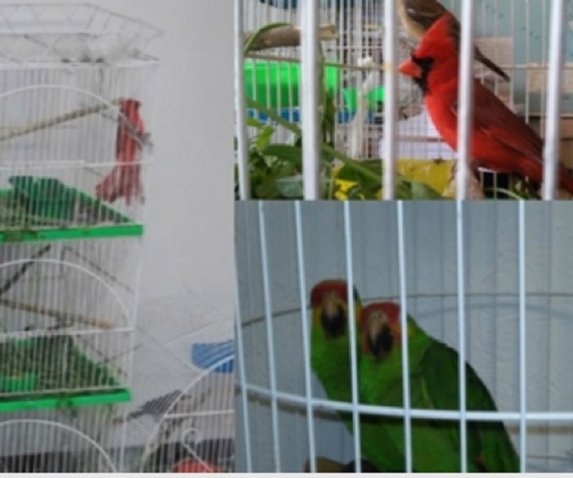 Asegura Profepa aves en mercado de Sonora