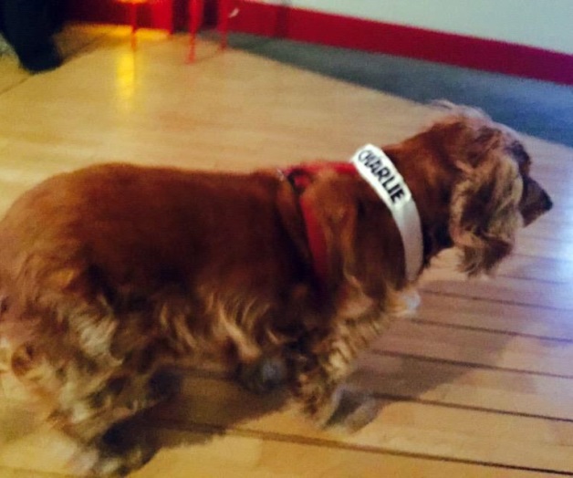Lila, la perrita sobreviviente al ataque a Charlie Hebdo Lila, la perrita sobreviviente al ataque a Charlie Hebdo