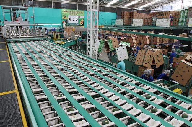 Incrementa precio de aguacate y otros productos de canasta básica: Profeco Incrementa precio de aguacate y otros productos de canasta básica: Profeco