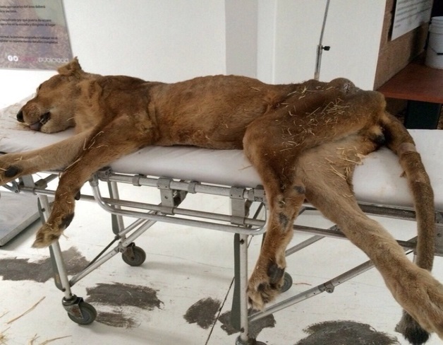 Leona rescatada de maltrato fallece por causas naturales Leona rescatada de maltrato fallece por causas naturales