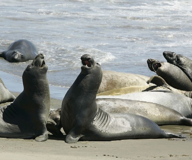 Elefantes marinos viajan más de lo que se pensaba Elefantes marinos viajan más de lo que se pensaba