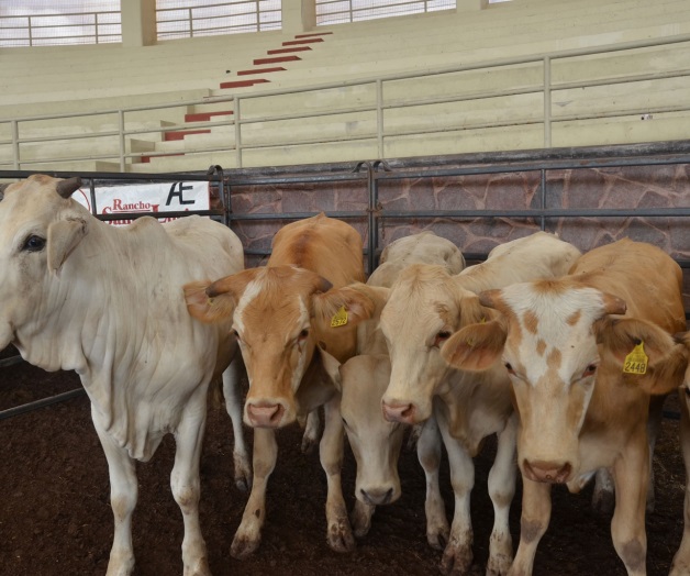 La crisis ganadera abrepuerta al alza de precio