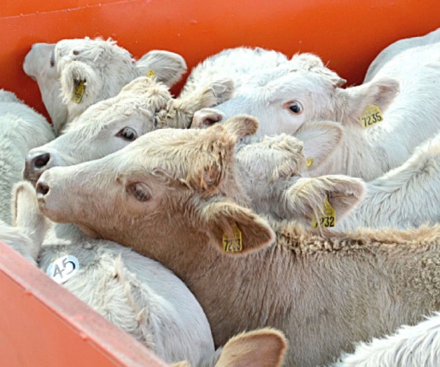 Mejorarían ingresos de ganaderos