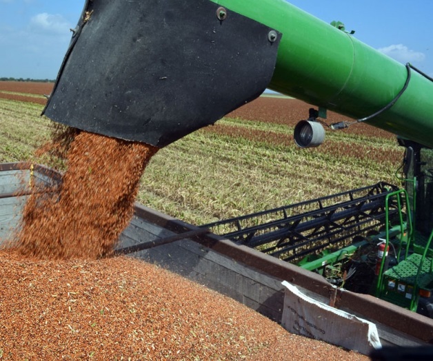 Opciones para los productores Opciones para los productores