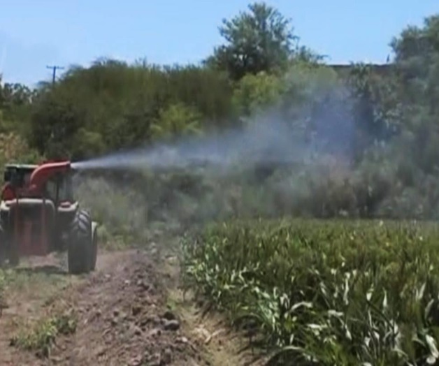 Buscan créditos para hacer frente al Pulgón Amarillo Buscan créditos para hacer frente al Pulgón Amarillo