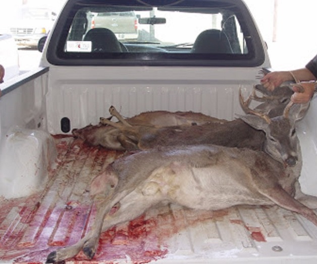 Indiscriminada caza de venado cola blanca