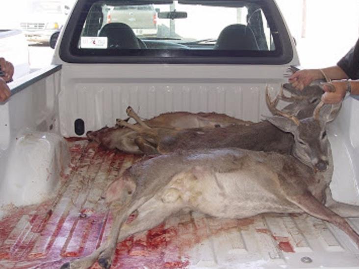 Indiscriminada caza de venado cola blanca Indiscriminada caza de venado cola blanca