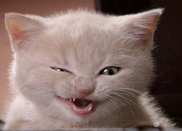 Gato recibirá cirugía para cambiarle de sexo Gato recibirá cirugía para cambiarle de sexo