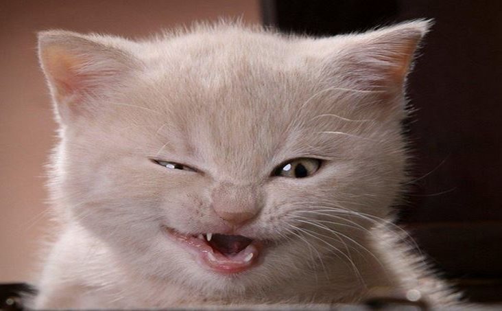 Gato recibirá cirugía para cambiarle de sexo Gato recibirá cirugía para cambiarle de sexo