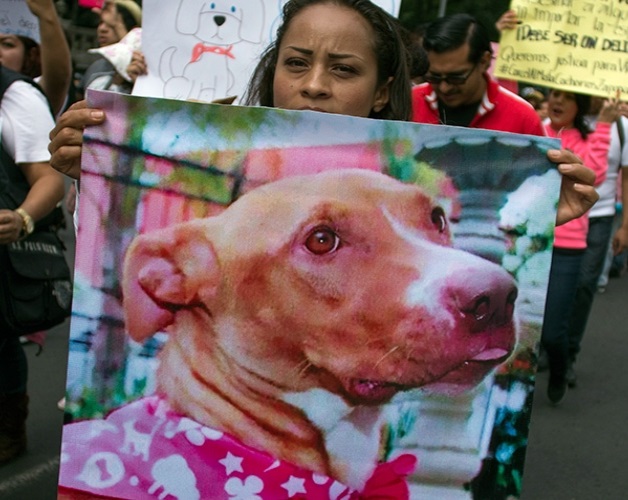 Promueven ley en Colombia contra el maltrato animal Promueven ley en Colombia contra el maltrato animal