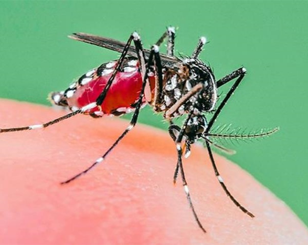 Confirman dos casos de chikungunya en Morelos Confirman dos casos de chikungunya en Morelos