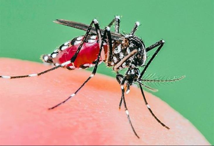 Confirman dos casos de chikungunya en Morelos Confirman dos casos de chikungunya en Morelos